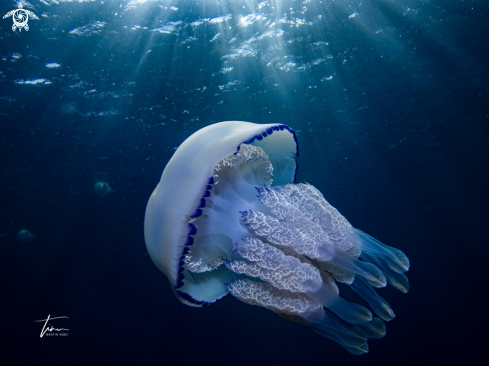 A Rhizostoma pulmo | Barrel Jellyfish