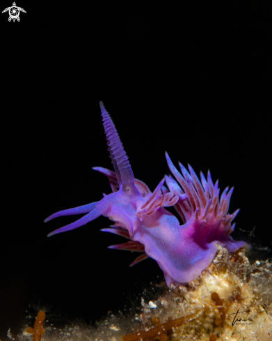 A Flabellina affinis | Flabellina affinis