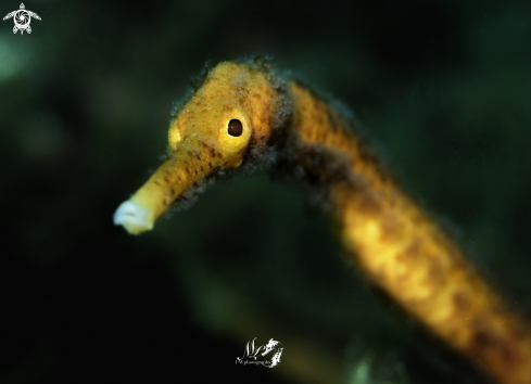 A  Trachyrhamphus bicoarctatus |  Bentstick Pipefish