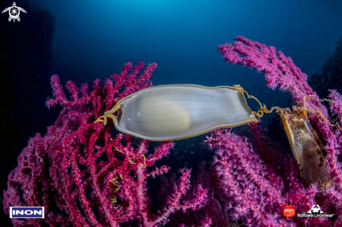 A  Scyliorhinus canicula egg | Scyliorhinus canicula egg