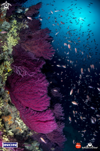 A Anthias on medsea reef