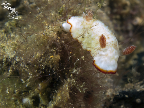 A Dorid Nudibranch