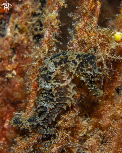 A Hippocampus guttulatus | Seahorse