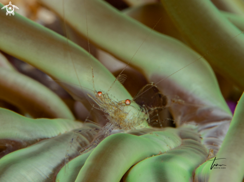 A Crystal Prawn