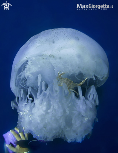 A Jellyfish