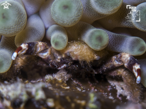 A Banded Clinging Crab