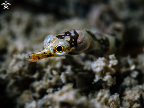 A Banded pipefish