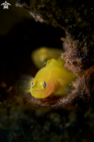 A Lubricogobius exiguus | GOBY