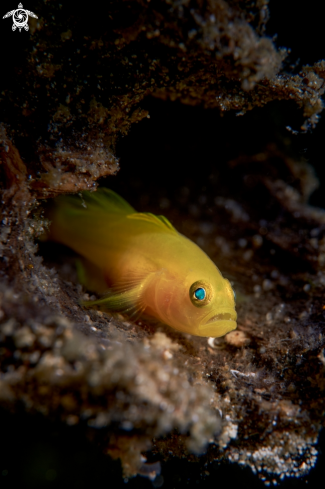 A Lubricogobius exiguus | GOBY