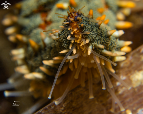 A Marthasterias glacialis | Seastar