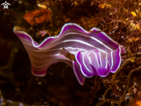 A Prostheceraeus roseus | Pink Flatworm