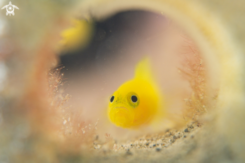 A Lemon Goby