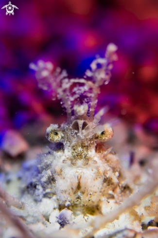 A Decorator crab