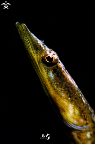 A Chaenopsis limbaughi | Yellowface Pikeblenny 