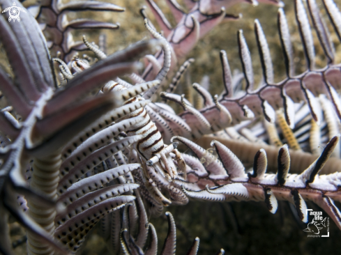 A Laomenes amboinensis | Crinoid Shrimp