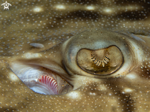 A Undulate Ray