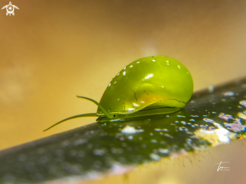 A Smaragdia viridis | Emerald nerite