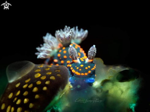 A Nembrotha sp.   | Nudibranch