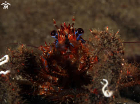 A Squat lobster