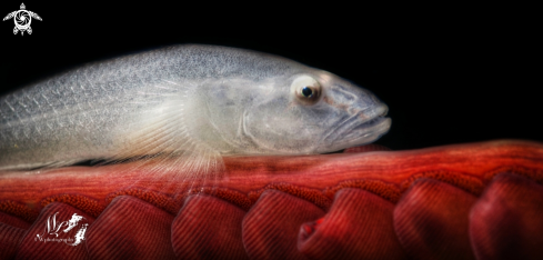 A Ghost Goby 
