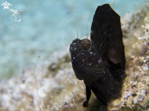 A Sailfin Blenny