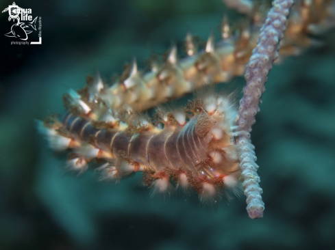 A Bearded Fireworm