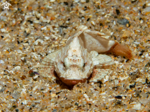 A Scorpaena scrofa | Bigscale Scorpionfish