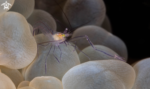 A Baby Bubble Coral Shrimp