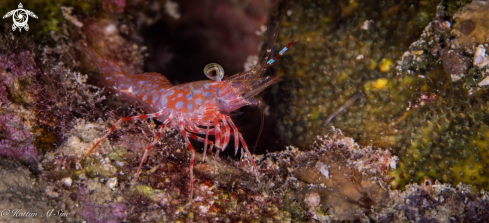 A Green Eye Dancing Shrimp