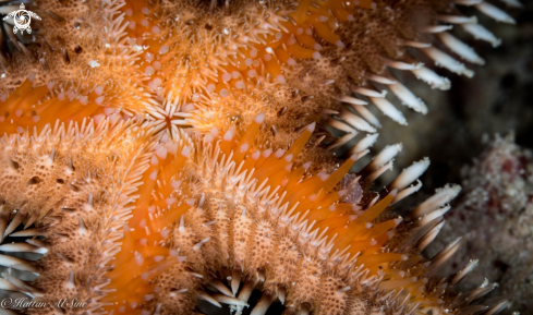 A Comb Sea Star