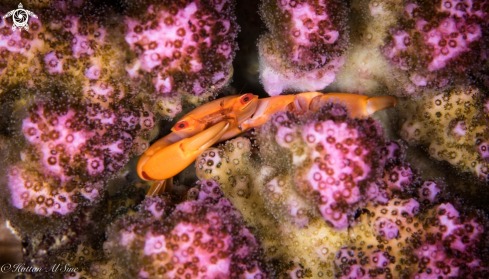 A Coral Guard Crabs