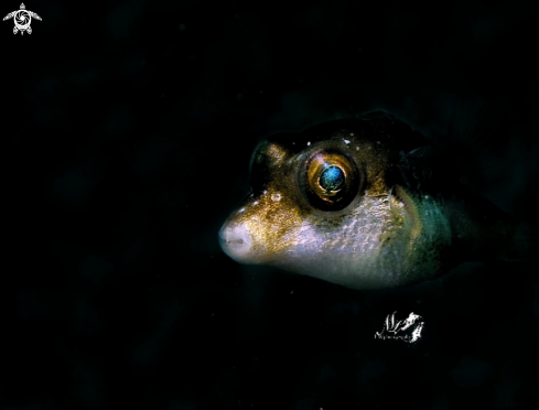 A Sharpnose pufferfish 