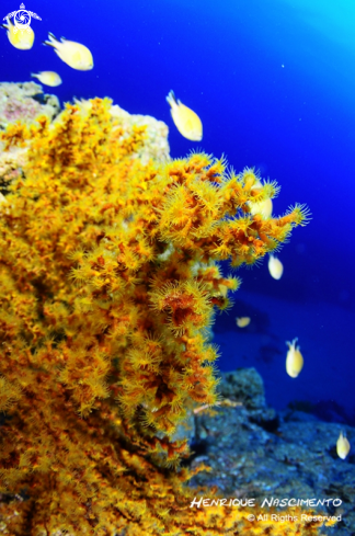 A Black Coral | 