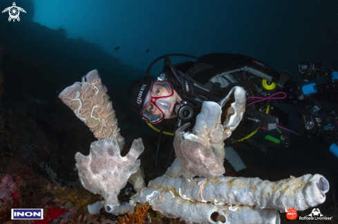 A Antennarius commenson | Giant frogfish