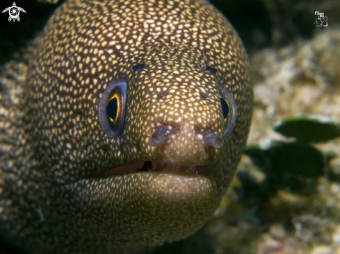 A Gymnothorax miliaris | Goldentail Moray