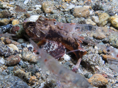 A Whiteface Waspfish