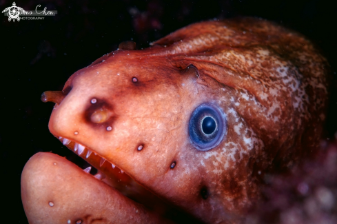 A Green Moray