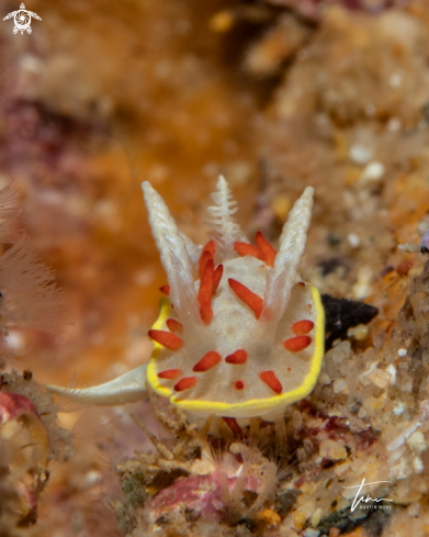 A Diaphorodoris papillata | Diaphorodoris papillata