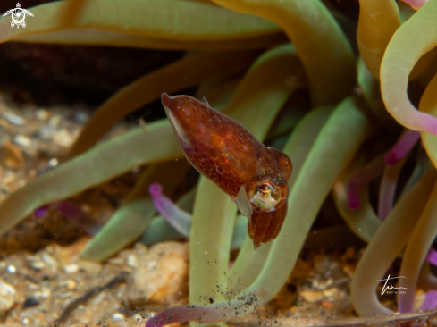 A Sepiola rondeletii | Dwarf Bobtail Squid