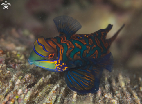 A Mandarin fish