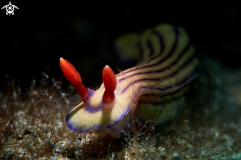 A Hypselodoris emma | NUDIBRANCH