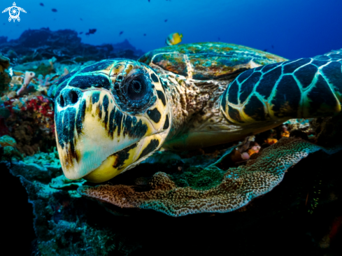 A Hawksbill Turtle