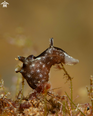 A Pygmy Sea Hare