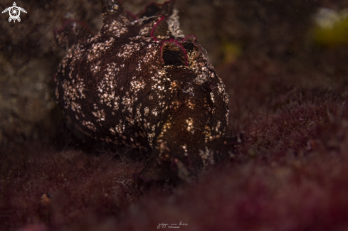 A Mottled sea hare