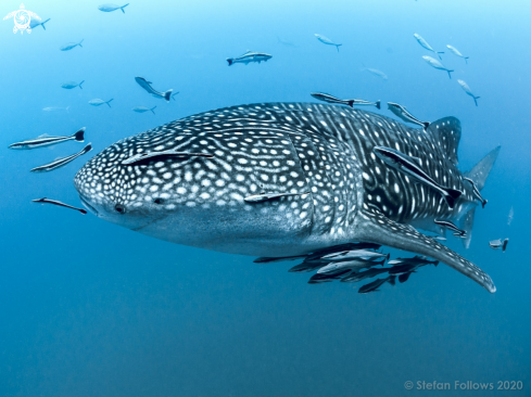 A Whale Shark