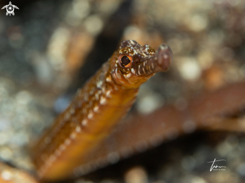 A Sygnathus acus | Greater Pipefish