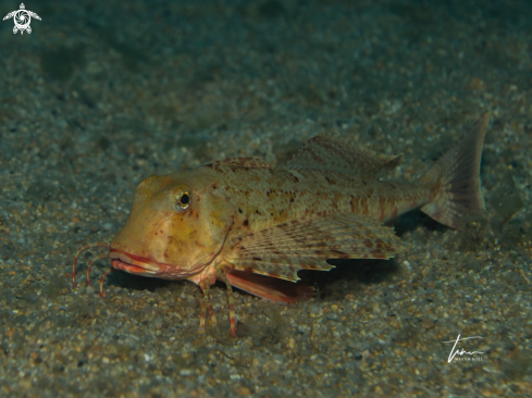 A Streaked Gurnard