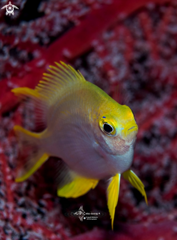 A Amblyglyphidodon aureus (Cuvier, 1830) | Golden Damselfish 