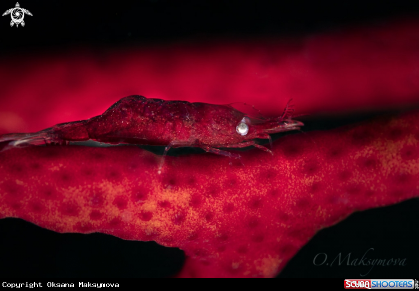 A Gorgonian Shrimp (Hamodactylus cf. Noumeae)