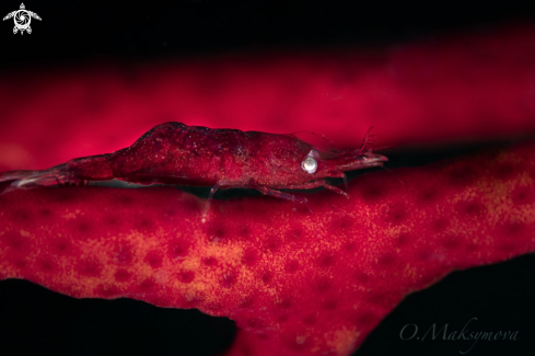 A Gorgonian Shrimp (Hamodactylus cf. Noumeae)